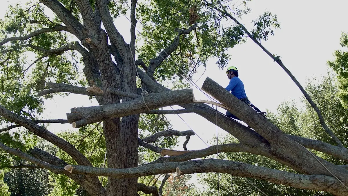 Professional Crown Thinning performed by certified arborists in Wykoff